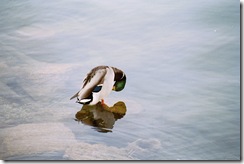 mallard