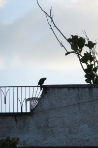 When the crow calls... (Naomi's photos)