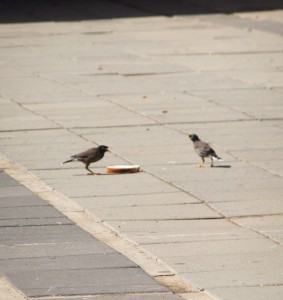 Mynah's delight - student's discarded sandwich (front yard)