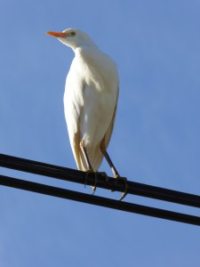 I park by the school in the morning - and there's a Cattle Egret! (Naomi's  Photos)