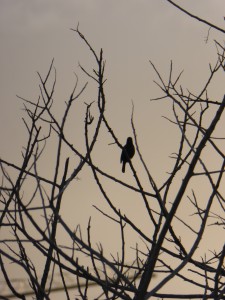 A lonely bird Naomi's photos