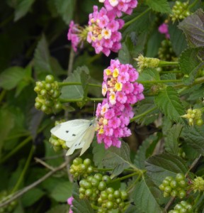 The butterfly who waited patiently for the slowest photographer ever... 