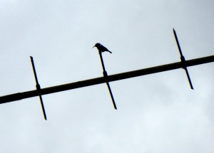 Large antenna. Tiny bird. Naomi's Photos