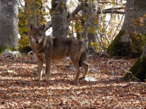 It's a real wolf! Photo by Omri Epstein